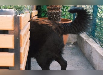 selbstbewusster Balto