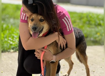 Kongo – kuscheliger Junghund sucht Schoss