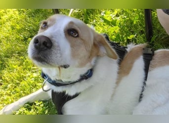 Hilfe für Charlie
