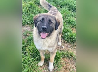 Moglito, geb. ca. 03/2025, lebt in GRIECHENLAND, im städt. Tierheim Serres