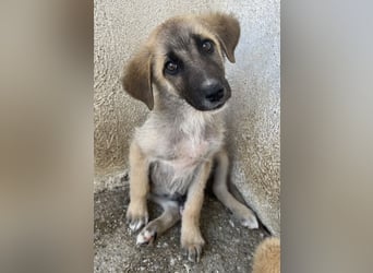 Yunos, geb. ca. 03/2026, lebt in GRIECHENLAND, im städt. Tierheim Serres