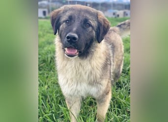 Moglito, geb. ca. 03/2025, lebt in GRIECHENLAND, im städt. Tierheim Serres