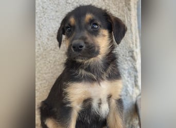 Kenai, geb. ca. 02/2026, lebt in GRIECHENLAND, im städt. Tierheim Serres