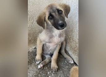 Yunos, geb. ca. 03/2026, lebt in GRIECHENLAND, im städt. Tierheim Serres