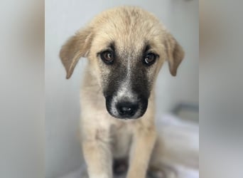 Bohdi, geb. ca. 03/2026, lebt in GRIECHENLAND, im städt. Tierheim Serres