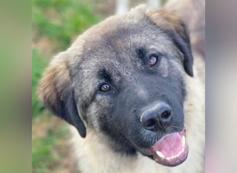 Moglito, geb. ca. 03/2025, lebt in GRIECHENLAND, im städt. Tierheim Serres