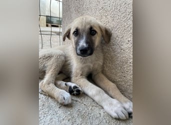Bohdi, geb. ca. 03/2026, lebt in GRIECHENLAND, im städt. Tierheim Serres