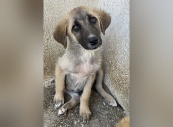 Yunos, geb. ca. 03/2026, lebt in GRIECHENLAND, im städt. Tierheim Serres