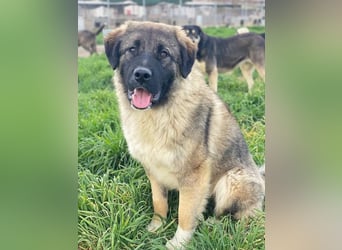 Moglito, geb. ca. 03/2025, lebt in GRIECHENLAND, im städt. Tierheim Serres