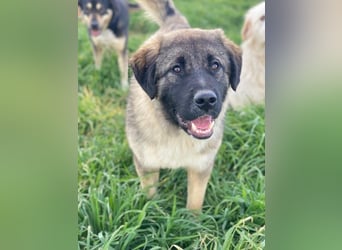 Moglito, geb. ca. 03/2025, lebt in GRIECHENLAND, im städt. Tierheim Serres