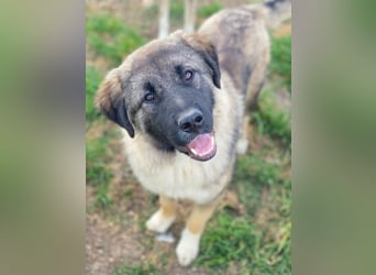 Moglito, geb. ca. 03/2025, lebt in GRIECHENLAND, im städt. Tierheim Serres