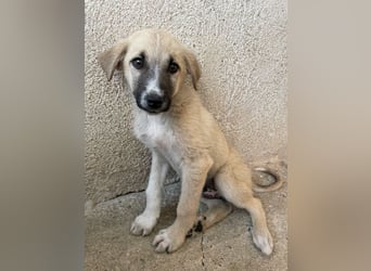 Bohdi, geb. ca. 03/2026, lebt in GRIECHENLAND, im städt. Tierheim Serres