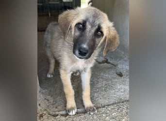 Yunos, geb. ca. 03/2026, lebt in GRIECHENLAND, im städt. Tierheim Serres