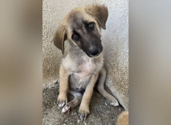 Yunos, geb. ca. 03/2026, lebt in GRIECHENLAND, im städt. Tierheim Serres