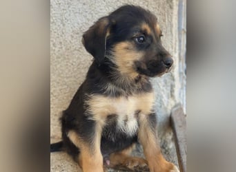Kenai, geb. ca. 02/2026, lebt in GRIECHENLAND, im städt. Tierheim Serres