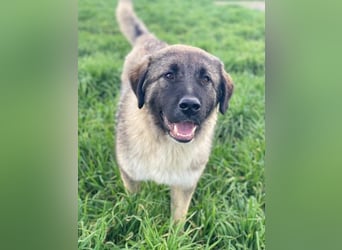 Moglito, geb. ca. 03/2025, lebt in GRIECHENLAND, im städt. Tierheim Serres