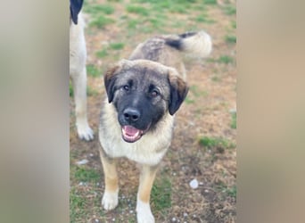 Moglito, geb. ca. 03/2025, lebt in GRIECHENLAND, im städt. Tierheim Serres