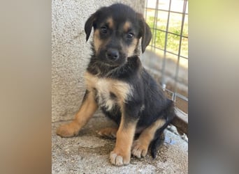 Kenai, geb. ca. 02/2026, lebt in GRIECHENLAND, im städt. Tierheim Serres