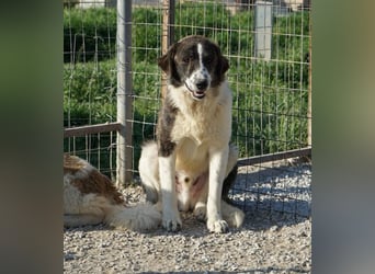Yari, geb. ca. 05/2025, lebt in GRIECHENLAND, im städt. Tierheim Serres