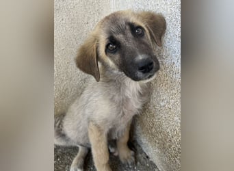 Yunos, geb. ca. 03/2026, lebt in GRIECHENLAND, im städt. Tierheim Serres