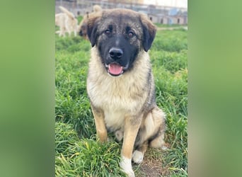 Moglito, geb. ca. 03/2025, lebt in GRIECHENLAND, im städt. Tierheim Serres