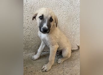 Bohdi, geb. ca. 03/2026, lebt in GRIECHENLAND, im städt. Tierheim Serres