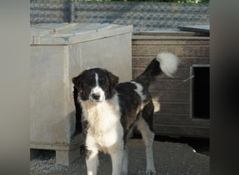 Yari, geb. ca. 05/2025, lebt in GRIECHENLAND, im städt. Tierheim Serres