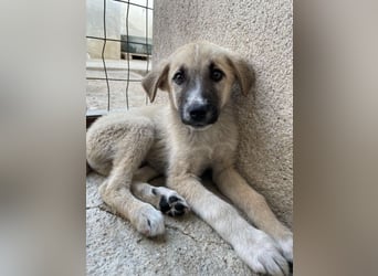 Bohdi, geb. ca. 03/2026, lebt in GRIECHENLAND, im städt. Tierheim Serres