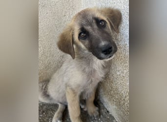 Yunos, geb. ca. 03/2026, lebt in GRIECHENLAND, im städt. Tierheim Serres
