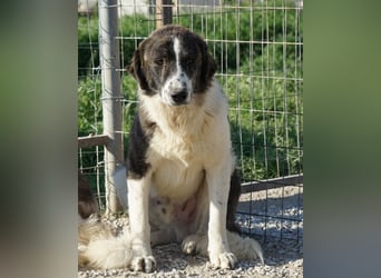 Yari, geb. ca. 05/2025, lebt in GRIECHENLAND, im städt. Tierheim Serres