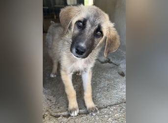 Yunos, geb. ca. 03/2026, lebt in GRIECHENLAND, im städt. Tierheim Serres