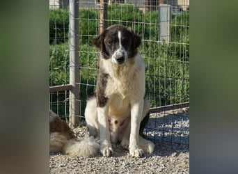 Yari, geb. ca. 05/2025, lebt in GRIECHENLAND, im städt. Tierheim Serres