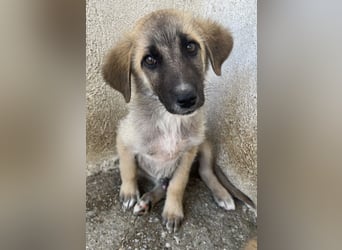 Yunos, geb. ca. 03/2026, lebt in GRIECHENLAND, im städt. Tierheim Serres