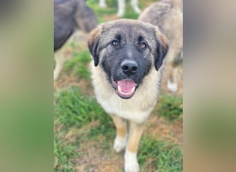 Moglito, geb. ca. 03/2025, lebt in GRIECHENLAND, im städt. Tierheim Serres