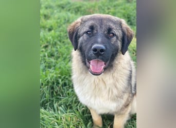 Moglito, geb. ca. 03/2025, lebt in GRIECHENLAND, im städt. Tierheim Serres