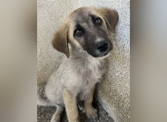 Yunos, geb. ca. 03/2026, lebt in GRIECHENLAND, im städt. Tierheim Serres