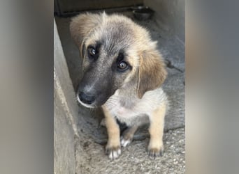 Yunos, geb. ca. 03/2026, lebt in GRIECHENLAND, im städt. Tierheim Serres