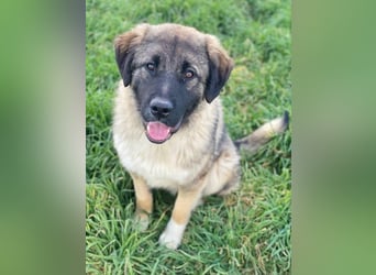 Moglito, geb. ca. 03/2025, lebt in GRIECHENLAND, im städt. Tierheim Serres