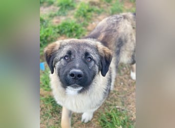 Moglito, geb. ca. 03/2025, lebt in GRIECHENLAND, im städt. Tierheim Serres