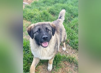 Moglito, geb. ca. 03/2025, lebt in GRIECHENLAND, im städt. Tierheim Serres