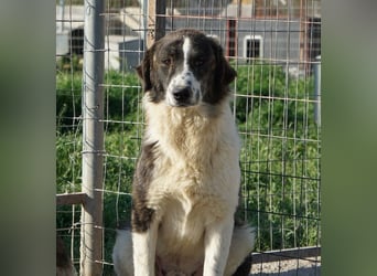 Yari, geb. ca. 05/2025, lebt in GRIECHENLAND, im städt. Tierheim Serres