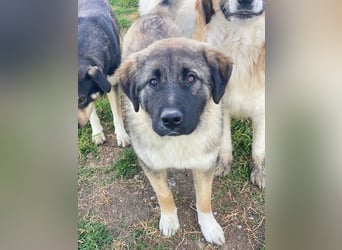 Moglito, geb. ca. 03/2025, lebt in GRIECHENLAND, im städt. Tierheim Serres