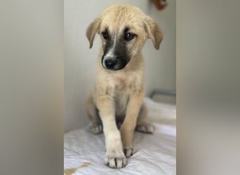 Bohdi, geb. ca. 03/2026, lebt in GRIECHENLAND, im städt. Tierheim Serres