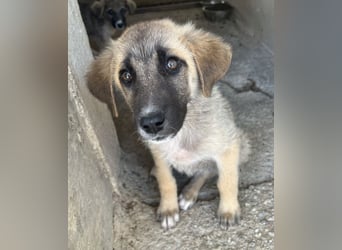 Yunos, geb. ca. 03/2026, lebt in GRIECHENLAND, im städt. Tierheim Serres