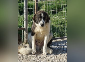 Yari, geb. ca. 05/2025, lebt in GRIECHENLAND, im städt. Tierheim Serres