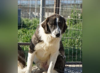 Yari, geb. ca. 05/2025, lebt in GRIECHENLAND, im städt. Tierheim Serres