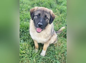 Moglito, geb. ca. 03/2025, lebt in GRIECHENLAND, im städt. Tierheim Serres