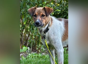 Nica - liebevolles Für-Immer-Zuhause gesucht