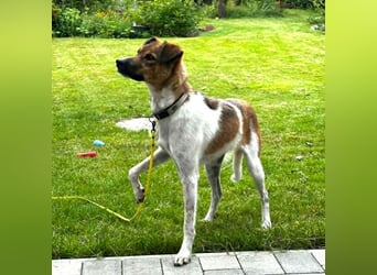 Nica - liebevolles Für-Immer-Zuhause gesucht