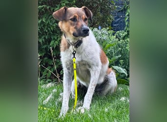 Nica - liebevolles Für-Immer-Zuhause gesucht